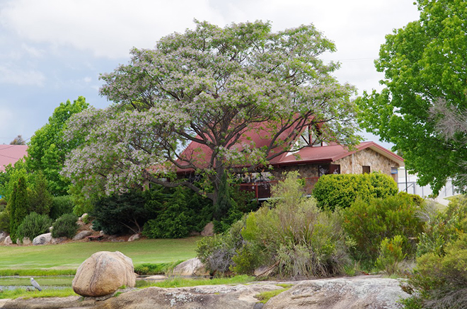 southerndownsregionalcouncil-stanthorpehouseimgp3815-web